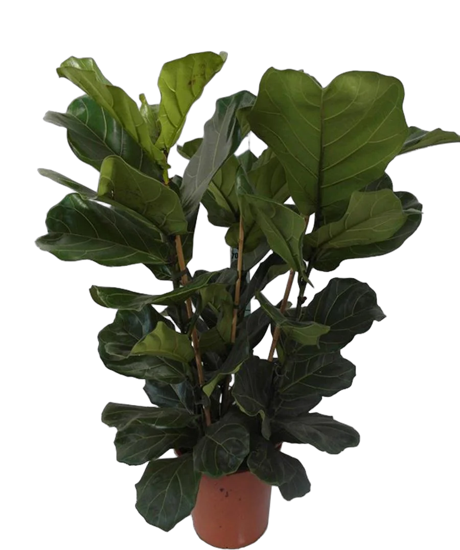 Фикус Лировидный (Лирата) 3 ствола - Ficus lyrata D30 H120