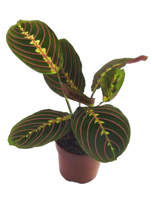 Маранта трехцветная (триколор) - Maranta tricolor D12 H25