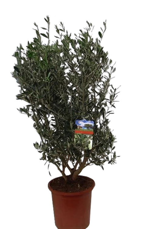Оливковое дерево КУСТ, маслина европейская - Olea europaea  D25 H110