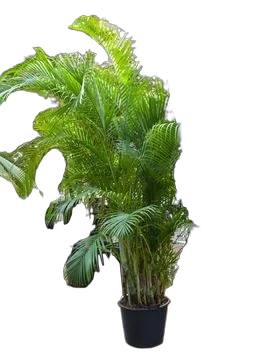 Пальма Арека D60 H350