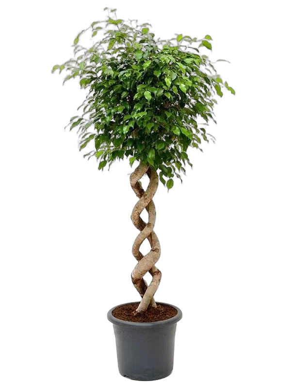 Фикус Бенджамина Экзотика двойная спираль - Ficus benjamina Exotica D50 H230