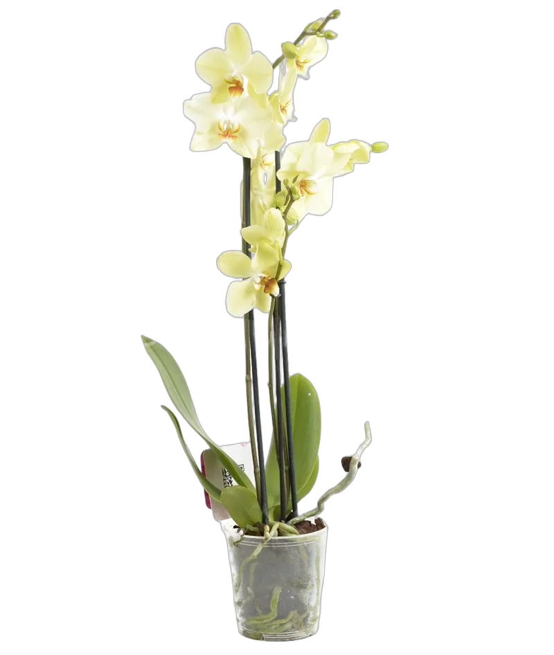 Фаленопсис Multi Anth Pompei - Phalaenopsis D12 H50