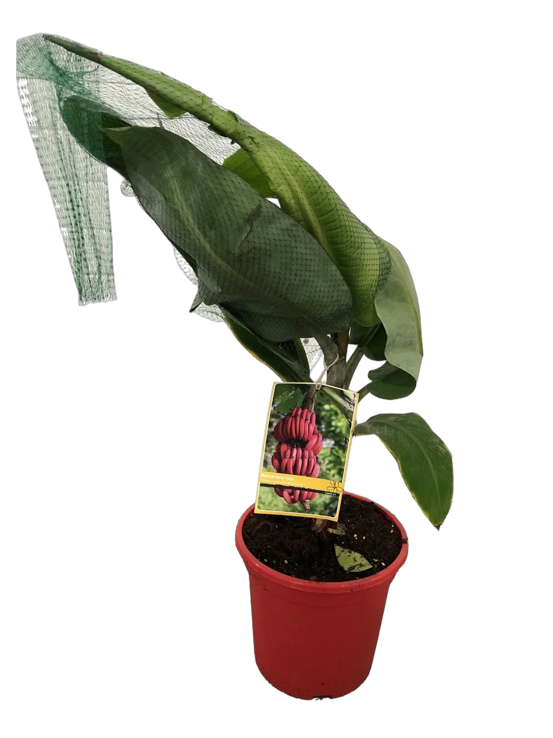 Красный банан D24 H100