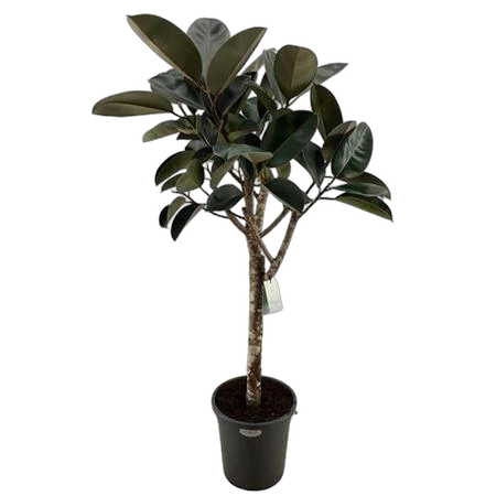 Фикус Бургунди штамб - Ficus El Burgundy On Stem D31 H140