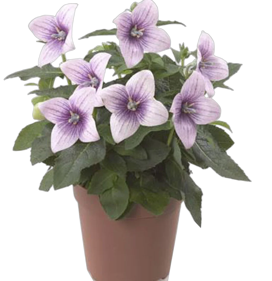 Платикодон розовый - Platycodon grand Shell Pink D12 H24