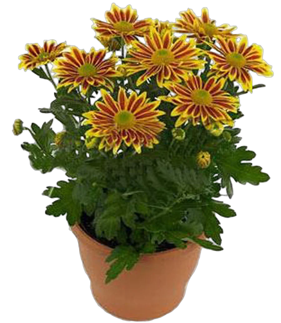 Хризантема желтая - Chrysanthemum Lake Worth D15 H30