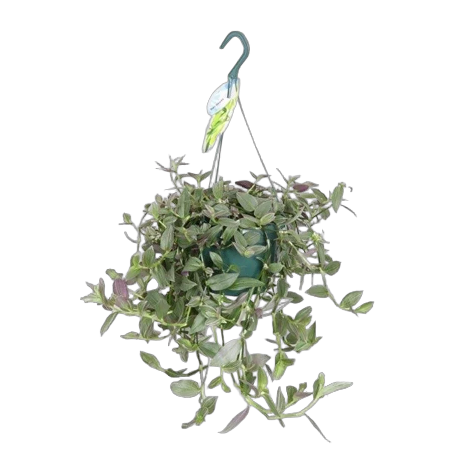 Традесканция Пинк Хилл - Tradescantia Fluminensis Pink Hill D17 H30