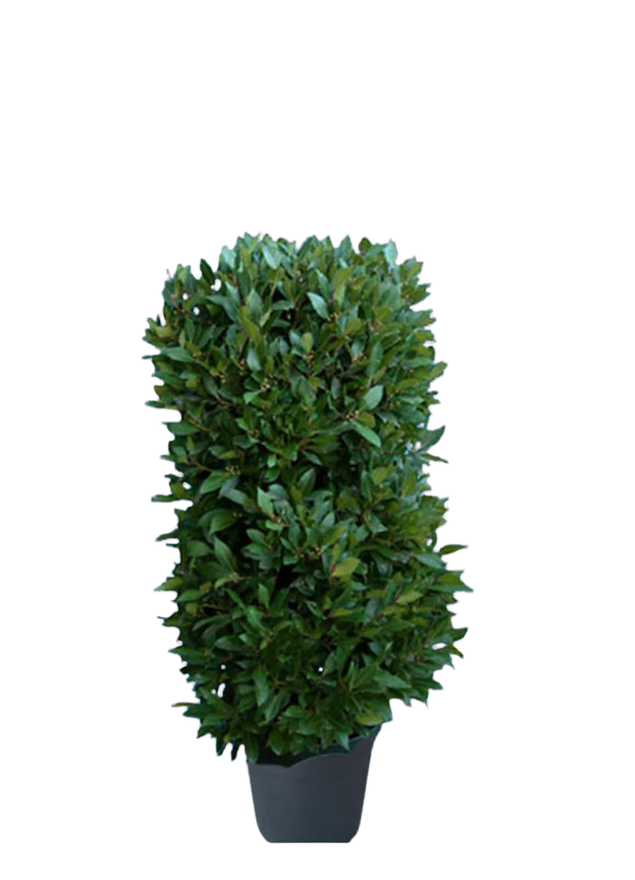 Лавр благородный колонна - Lurus nbilis D30 H150