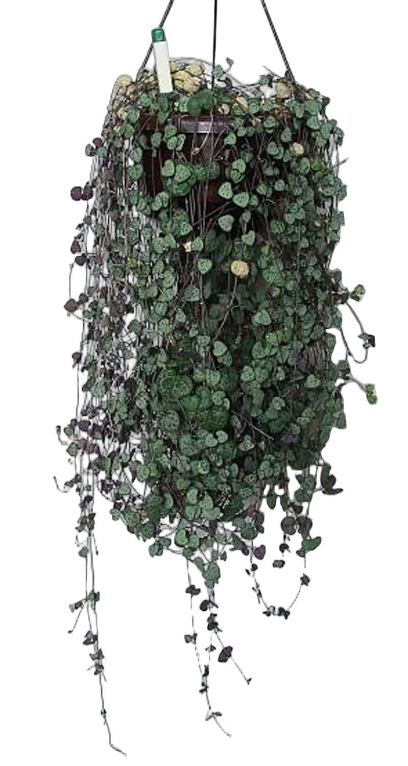 Церопегия Вуда - Ceropegia Woodii D18 H65