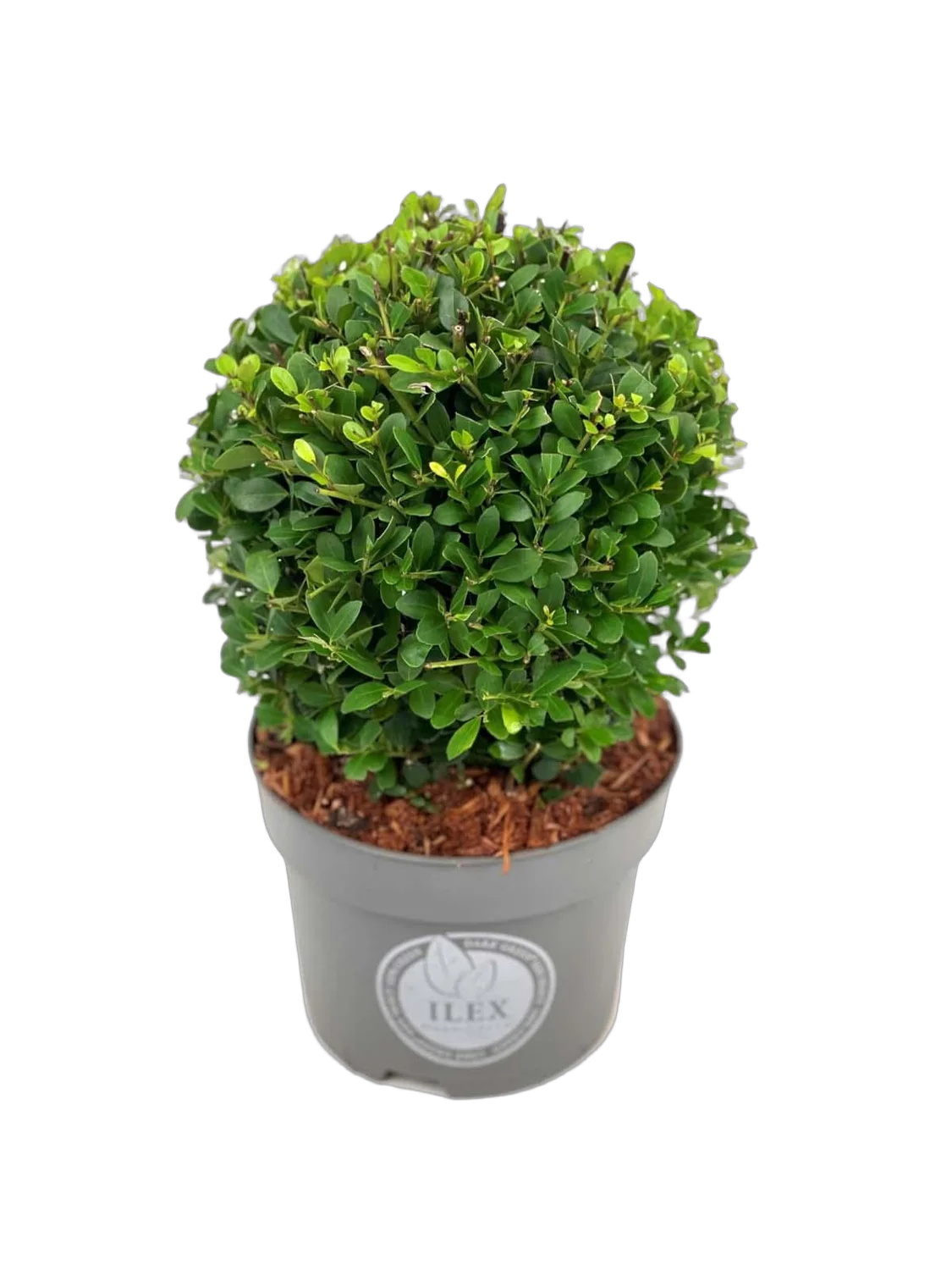 Падуб городчатый - Ilex crenata 'Dark Green' D17 H30
