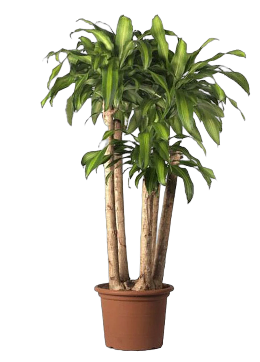 Драцена Массанжеана 4 ствола - Dracaena Massangeana D40 H200