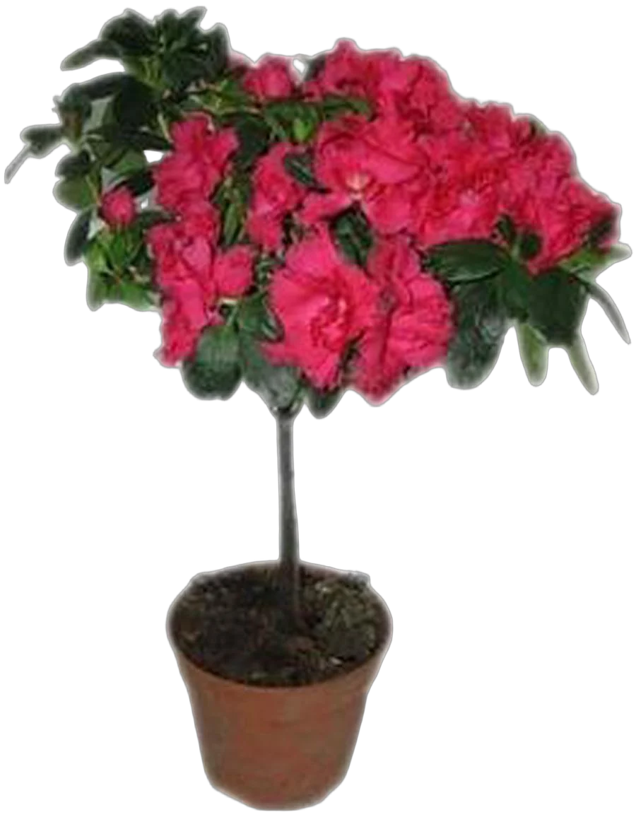 Азалия - Azalea D17 H70