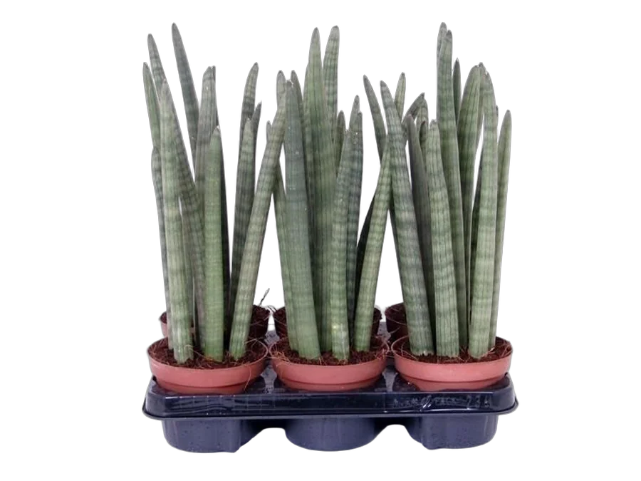 Сансивьерия Цилиндрика -  Sansevieria cylindrica D15 H45