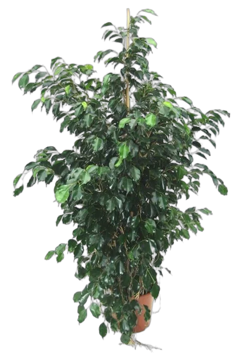 Фикус Бенджамина Миднайт Леди - Ficus benjamina Midnight Lady D35 H150
