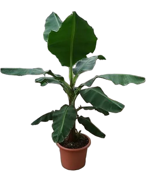 Банановая пальма Муса - Musa Tropicana D50 H210