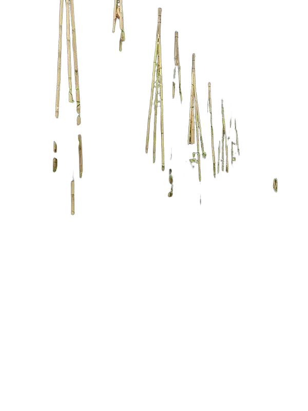 Тетрастигма Вуаньe - Tetrastigma voinierianum Pyramid D55 H400