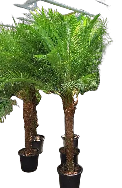 Пальма Финик Робелини - Phoenix roebelenii D70 H325