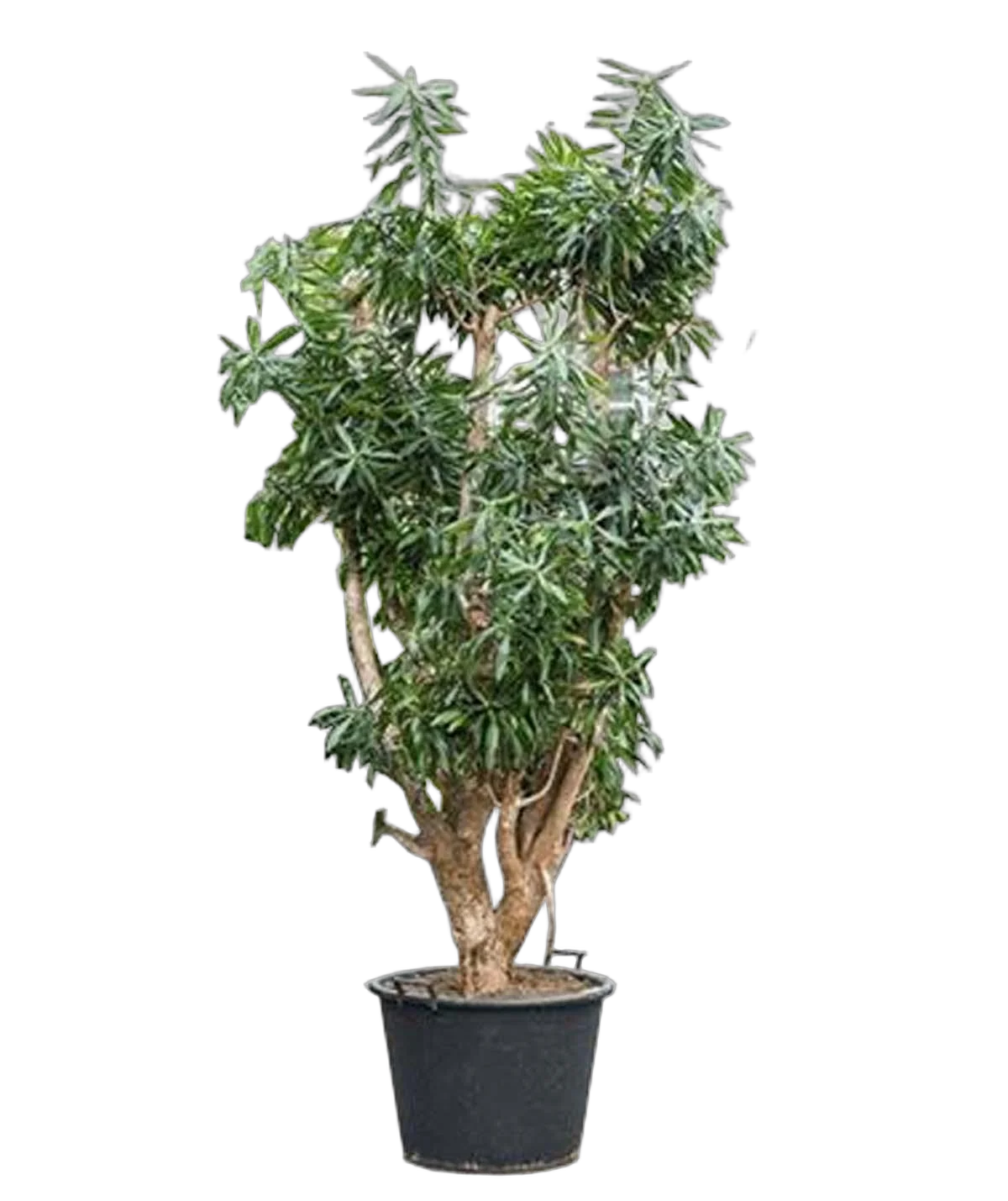 Драцена Рефлекса Сонг оф Ямайка бранч D55 H250