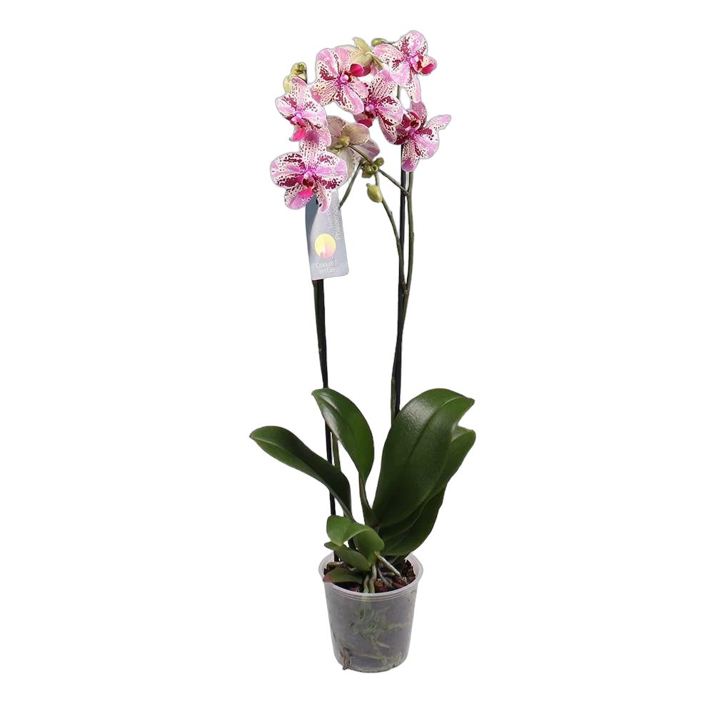 Каскадный фаленопсис - Phalaenopsis Cascade Innocent D12 H60