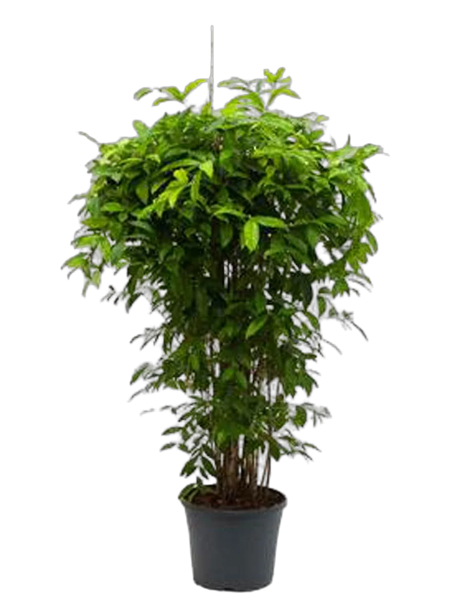 Драцена Годзеффа (Суркулоза) - Dracaena surculosa D34 H160