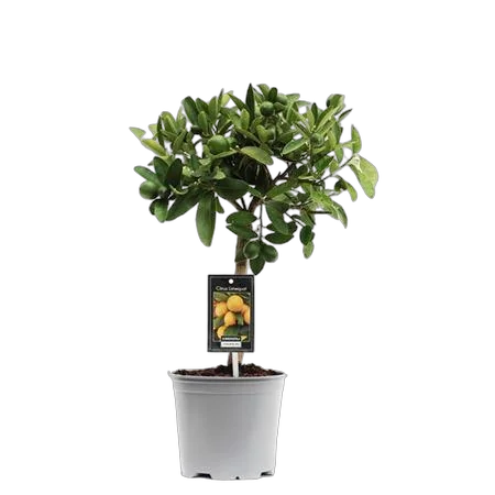 Лаймкват - Citrus Limequat On Stem D19 H70