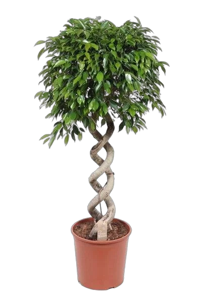 Фикус Бенджамина Экзотика двойная спираль - Ficus benjamina Exotica D35 H160