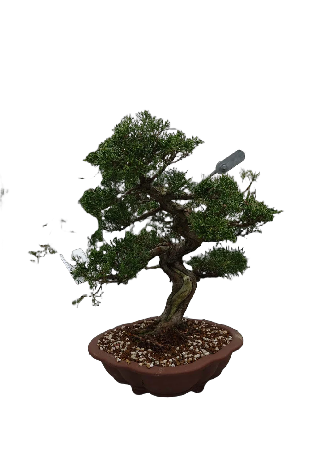 Бонсай Можжевельник - Bonsai Juniperus H43