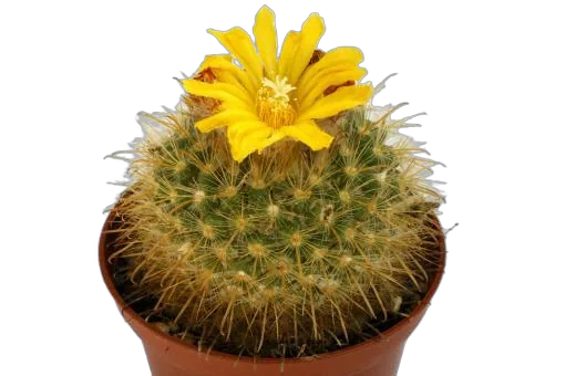 Эриокактус Золотистоколючковый, Пародия золотистоколючковая - Parodia aureispina D7 H10