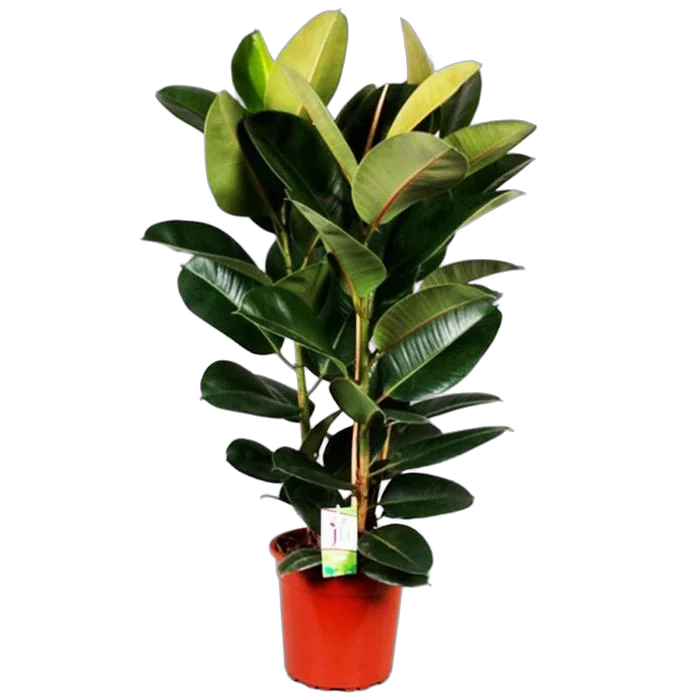 Фикус эластика Робуста - Ficus elastica Robusta D30 H150