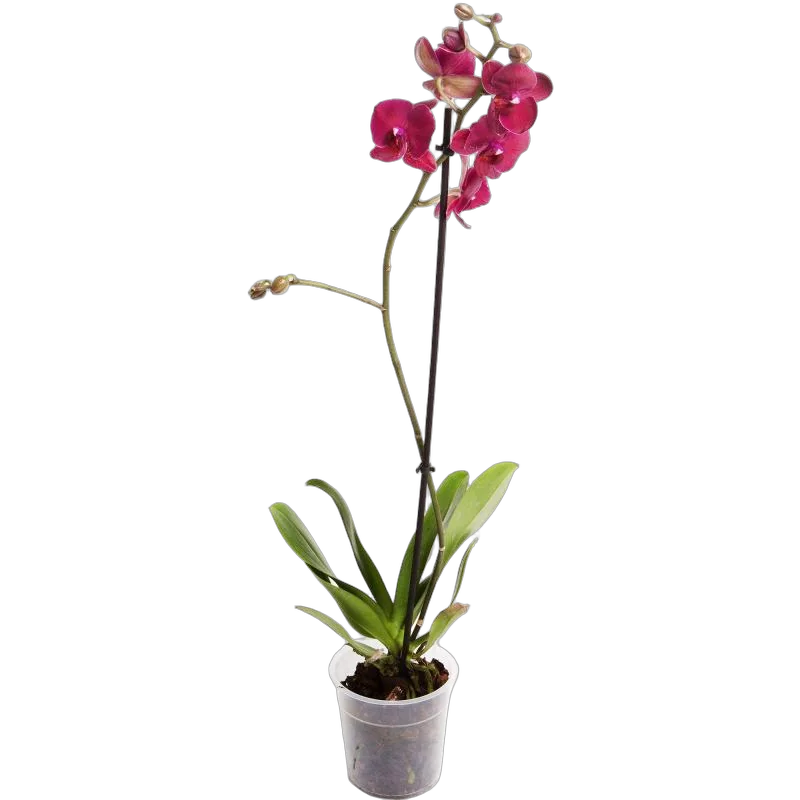 Огненный полет - Phalaenopsis Fire Fly