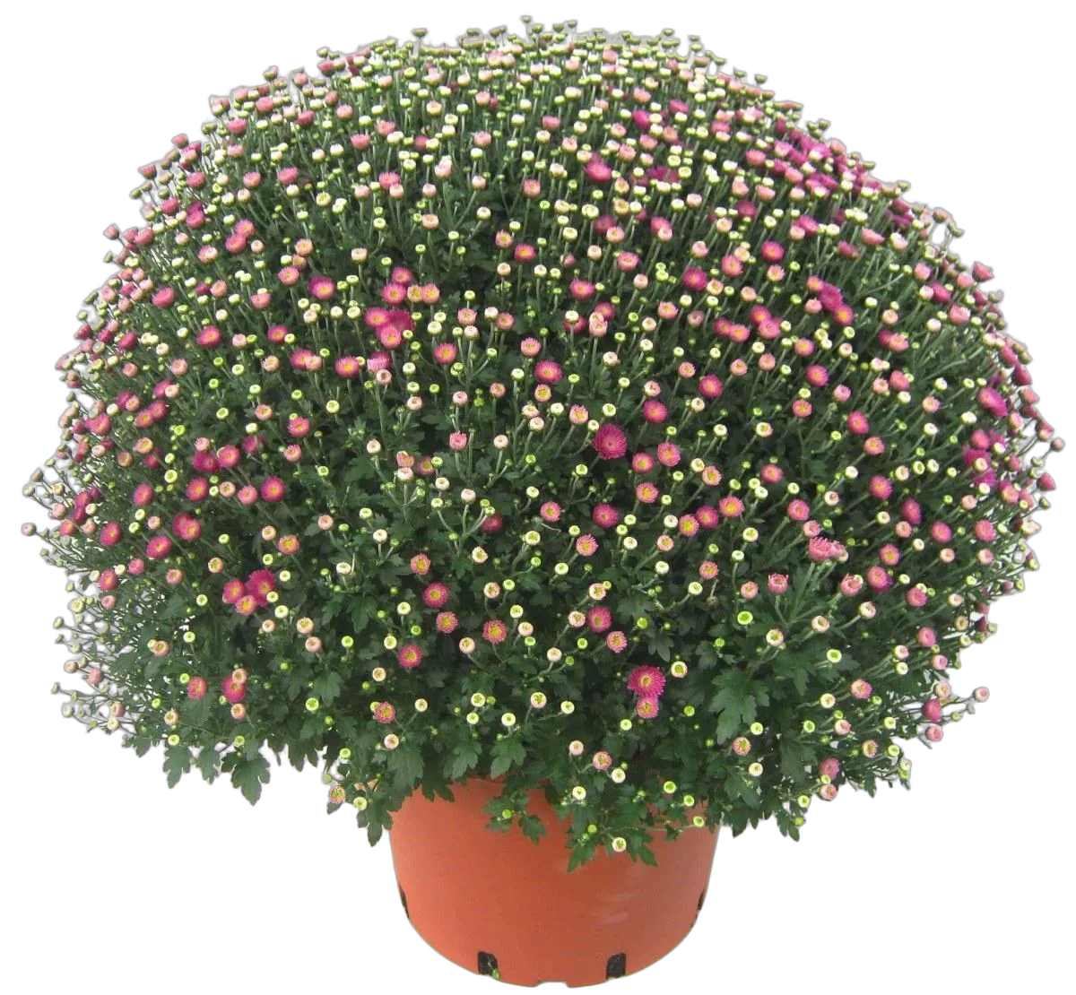 Хризантема Шар - Chrysanthemum Bg trolley D27 H60