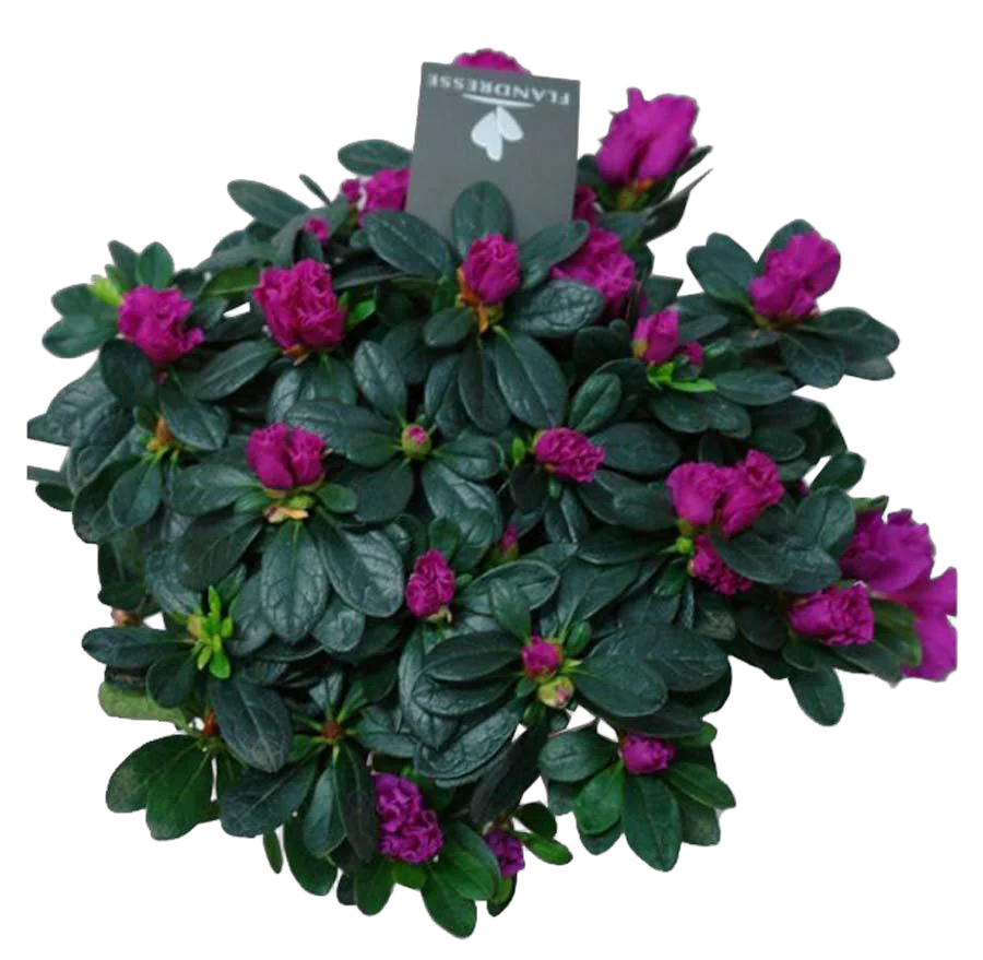 Азалия - Azalea D14 H35