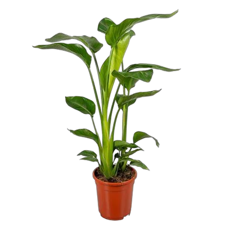 Стрелиция Николай - Strelitzia Nicolai D22 H90