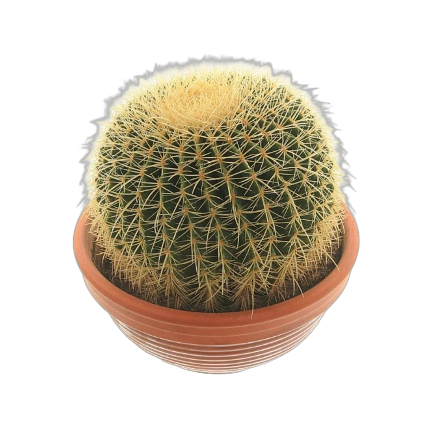 Эхинокактус Грузони - Echinocactus grusonii D24 H28