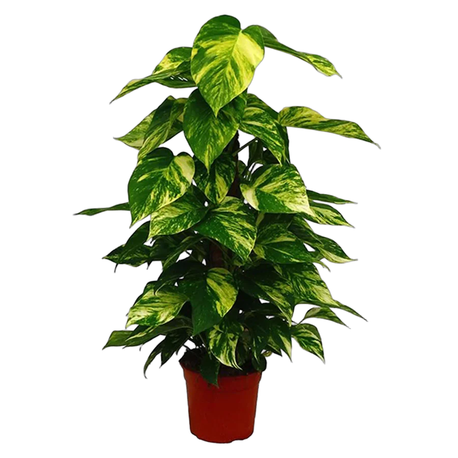 Эпипремнум Ауреум - Epipremnum Aureum D18 H80