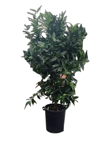 Мандарин 180 см