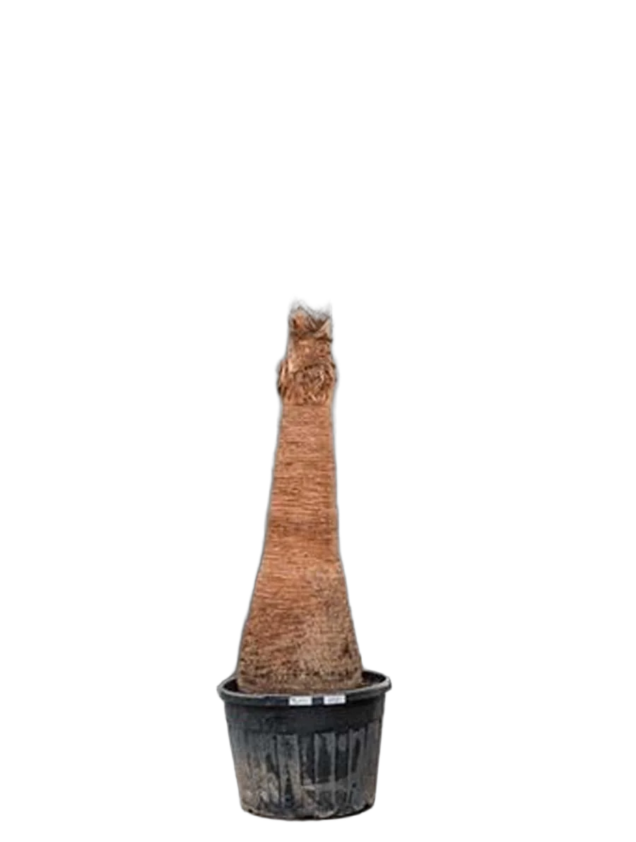 Пальма Вашингтония нитчатая (нитеносная) D70 H280