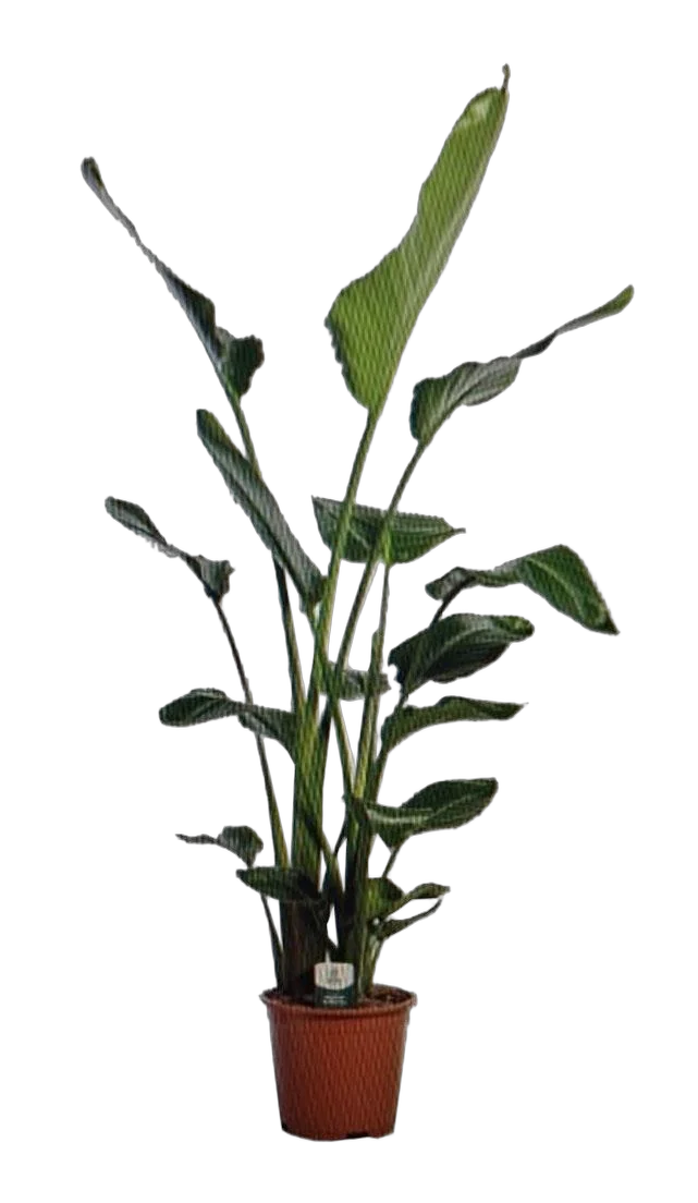 Стрелиция Николай - Strelitzia Nicolai D27 H150