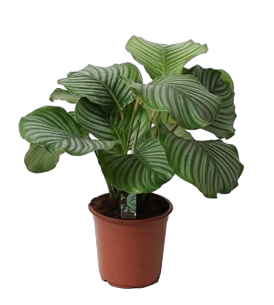 Калатея орбифолия - Calathea orbifolia D21 H50