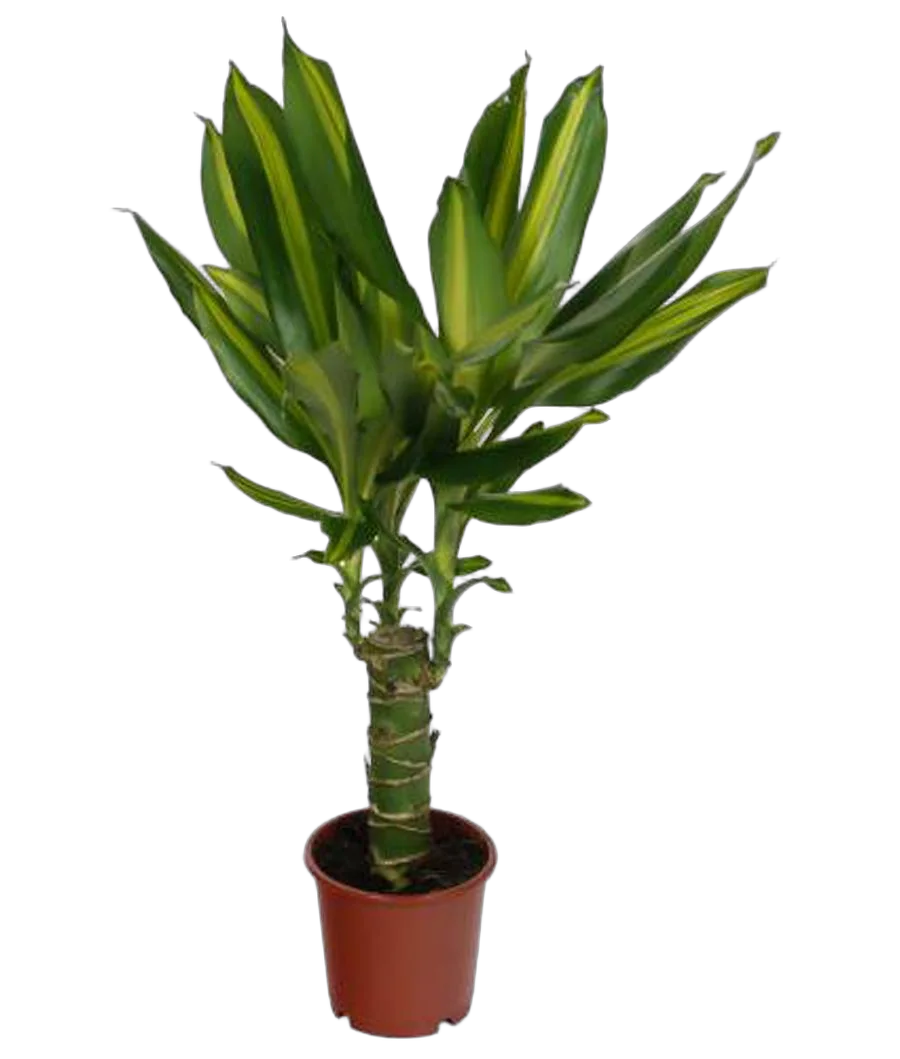 Драцена Массанжеана - Dracaena Massangeana D12 H35