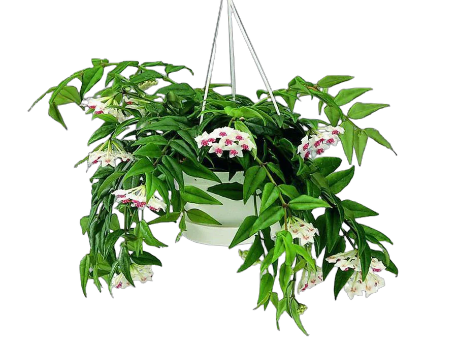 Хойя белла - Hoya bella D15 H25