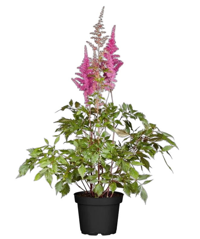 Астильба Г. Арендса  Уник сильвери пинк - Astilbe Younique silvery pink D14 H40