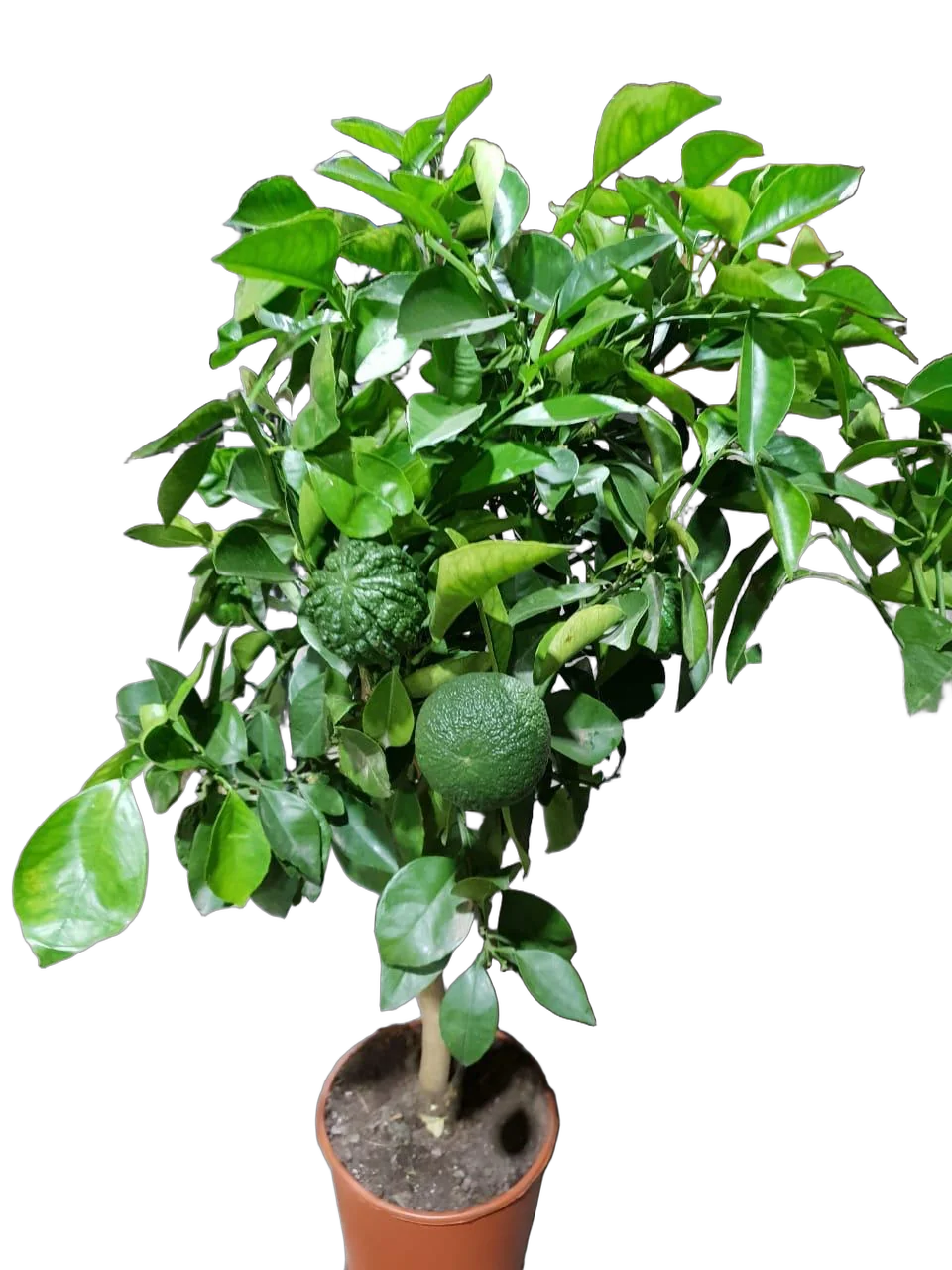 Апельсин Каналикулата - Citrus sinensis canaliculata D22 H90