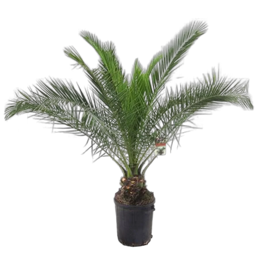 Пальма Финик Канарский - Phoenix canariensis D24 H160