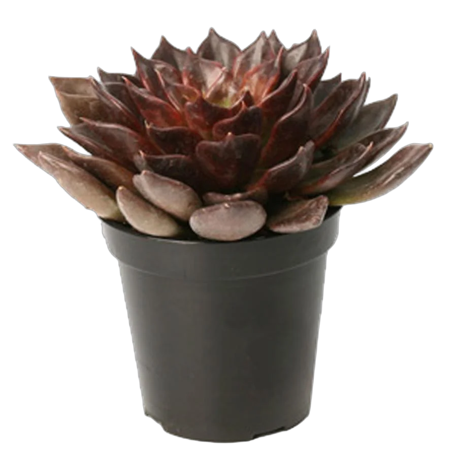 Эхеверия Чёрный принц - Echeveria Black Prince D5 H12