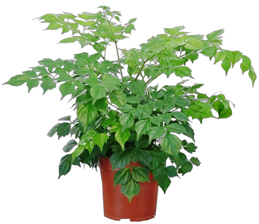 Радермахера китайская - Radermachera sinica D12 H30