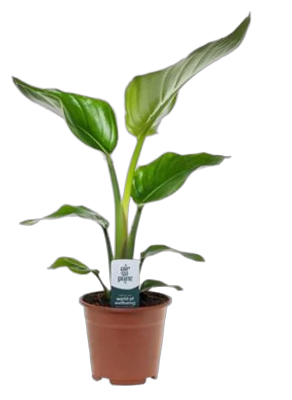 Стрелиция Николай - Strelitzia Nicolai D14 H45