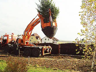 Посадка сосен крупномеров