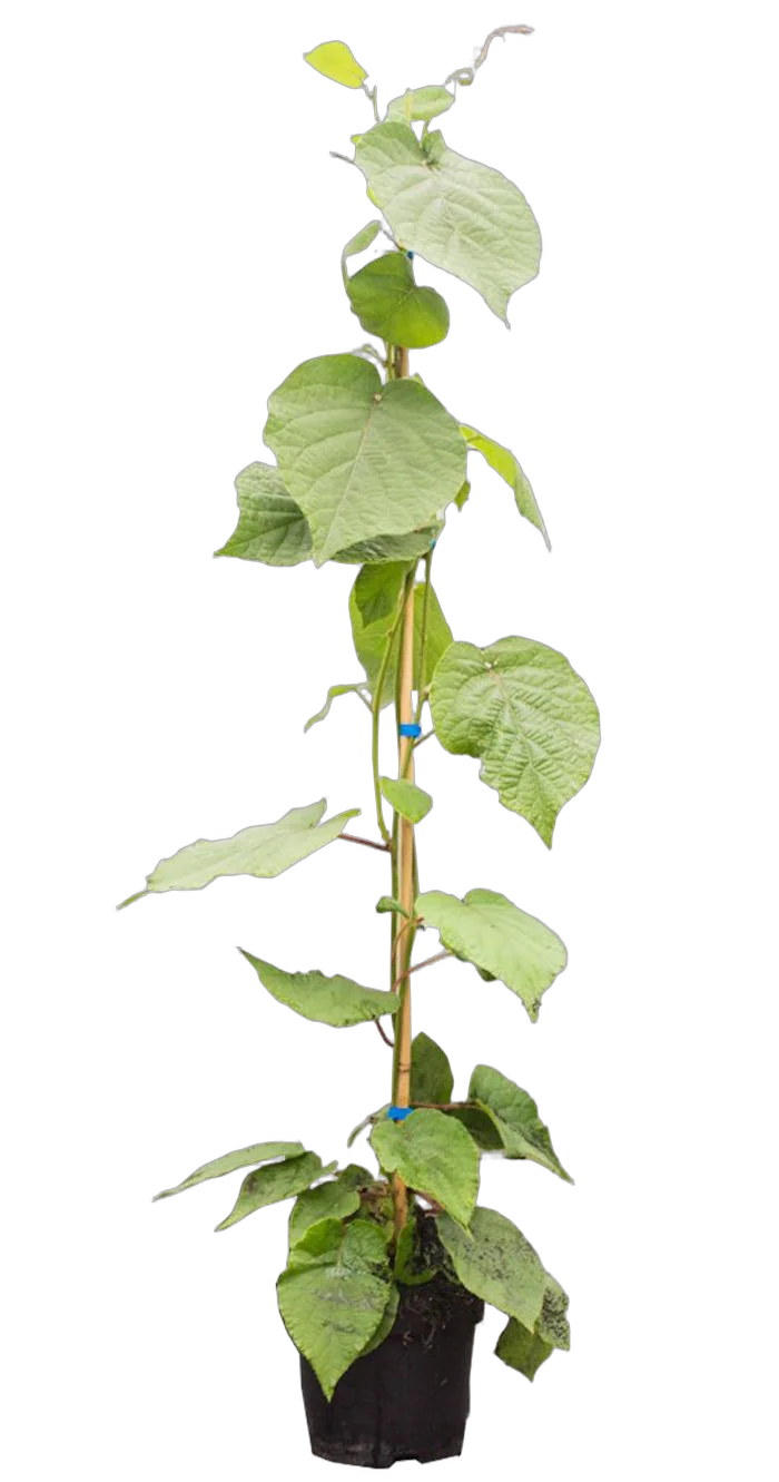 Киви (Актинидия) - Actinidia D21 H140