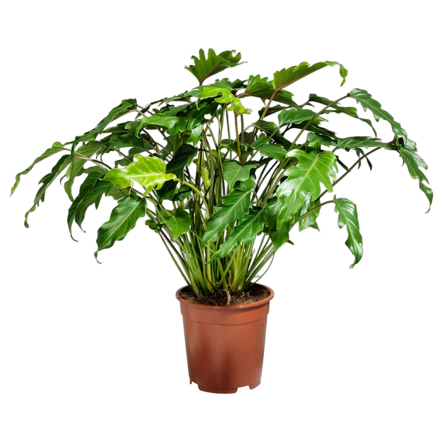 Филодендрон Ксанаду - Philodendron xanadu D20 H60